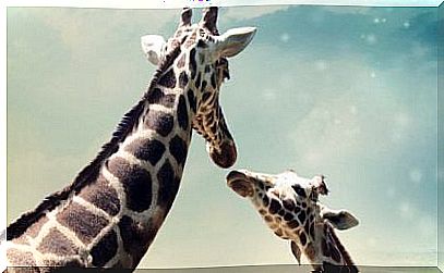 Giraffes