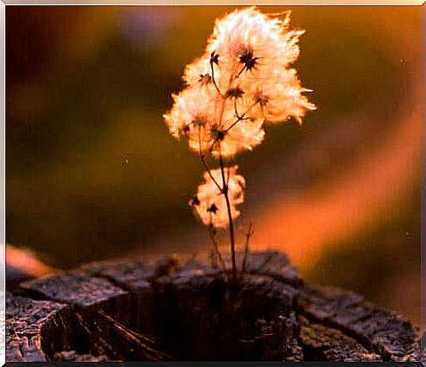 Flower in stump