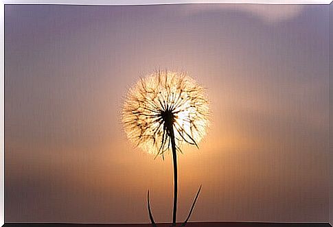 Dandelion in sunset