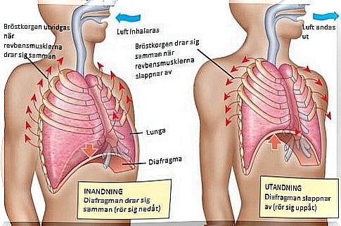 Respiratory system