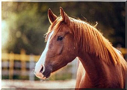 Hippophobia, the irrational fear of horses