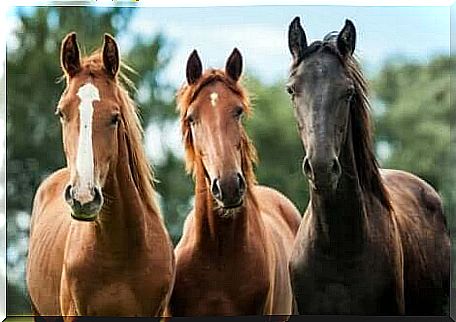 Three horses