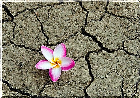 Flower during drought