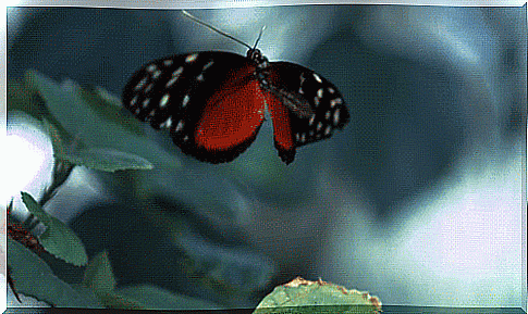 Flapping butterfly