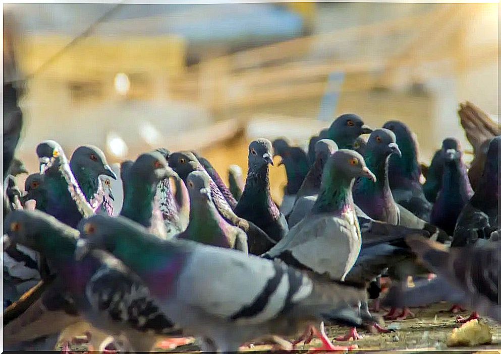 A group of pigeons.