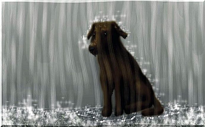 Dog in the rain.