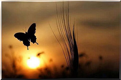 Butterfly at dusk.