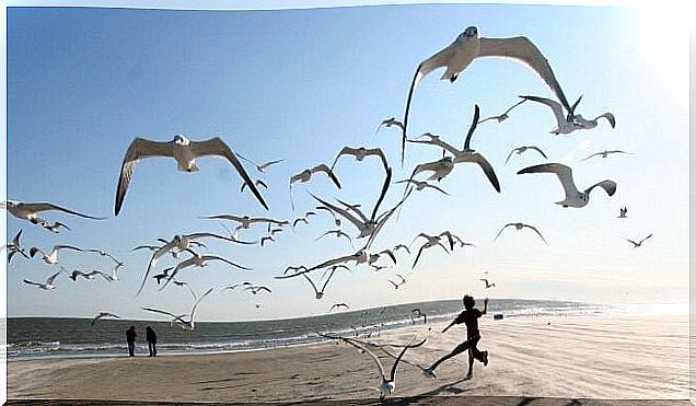 Seagulls on the beach