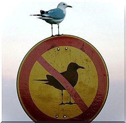 Bird on sign